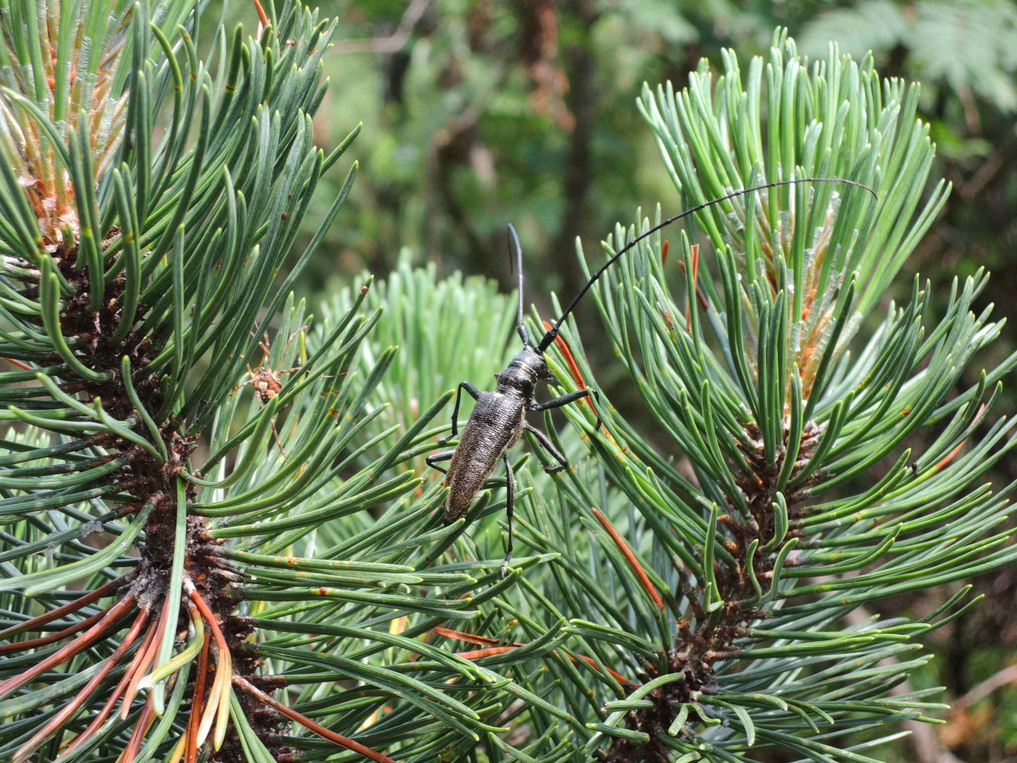 Monochamus sartor