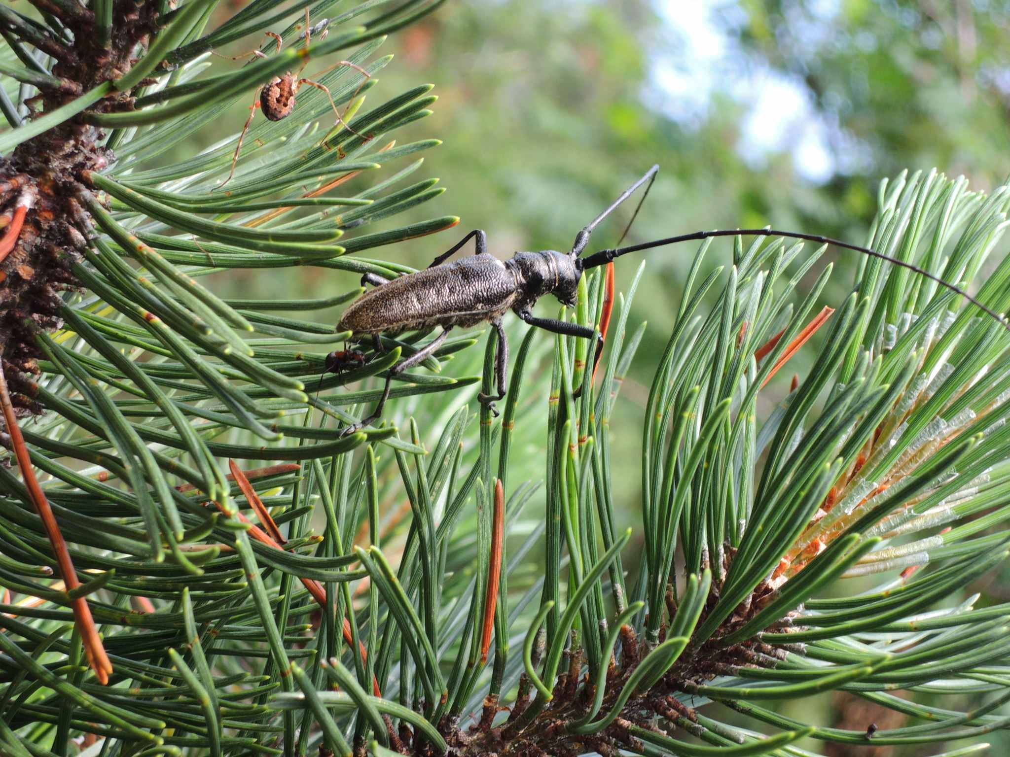 Monochamus sartor