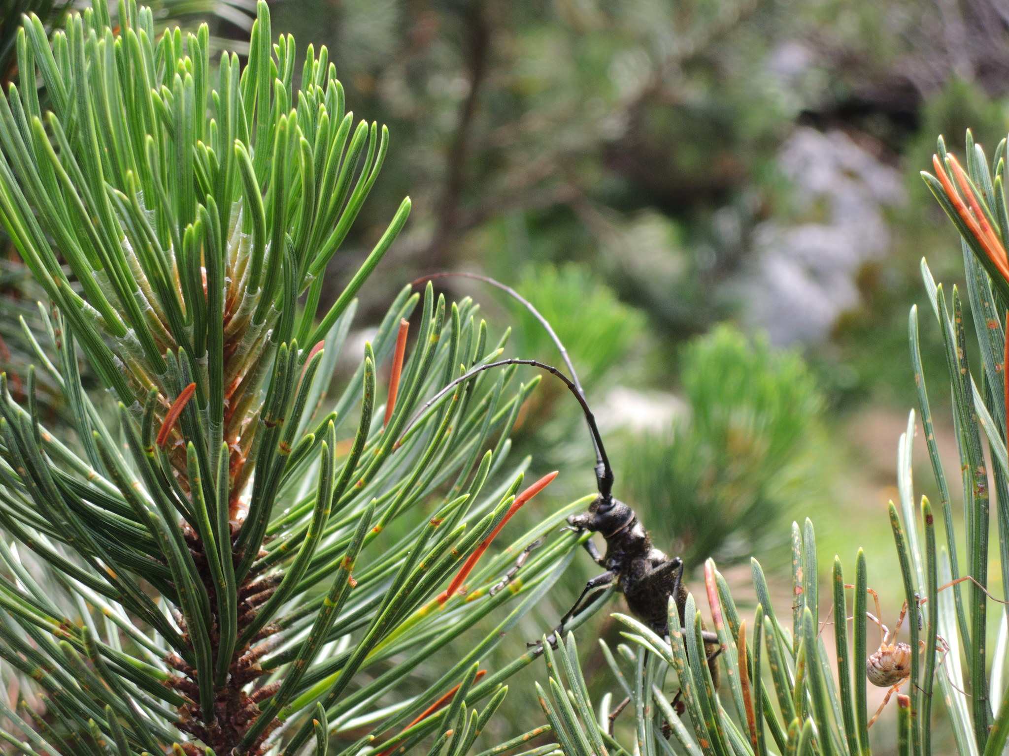 Monochamus sartor