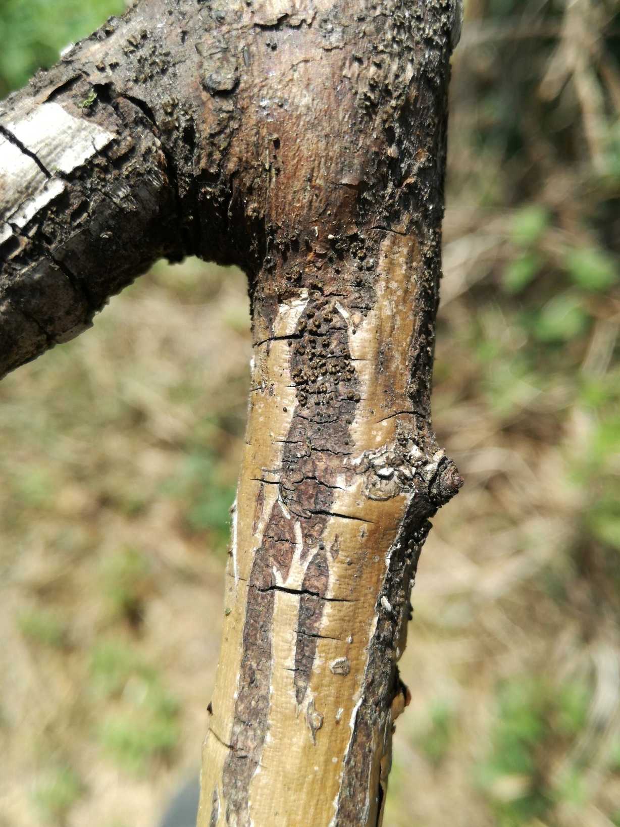 Mollisia rosae