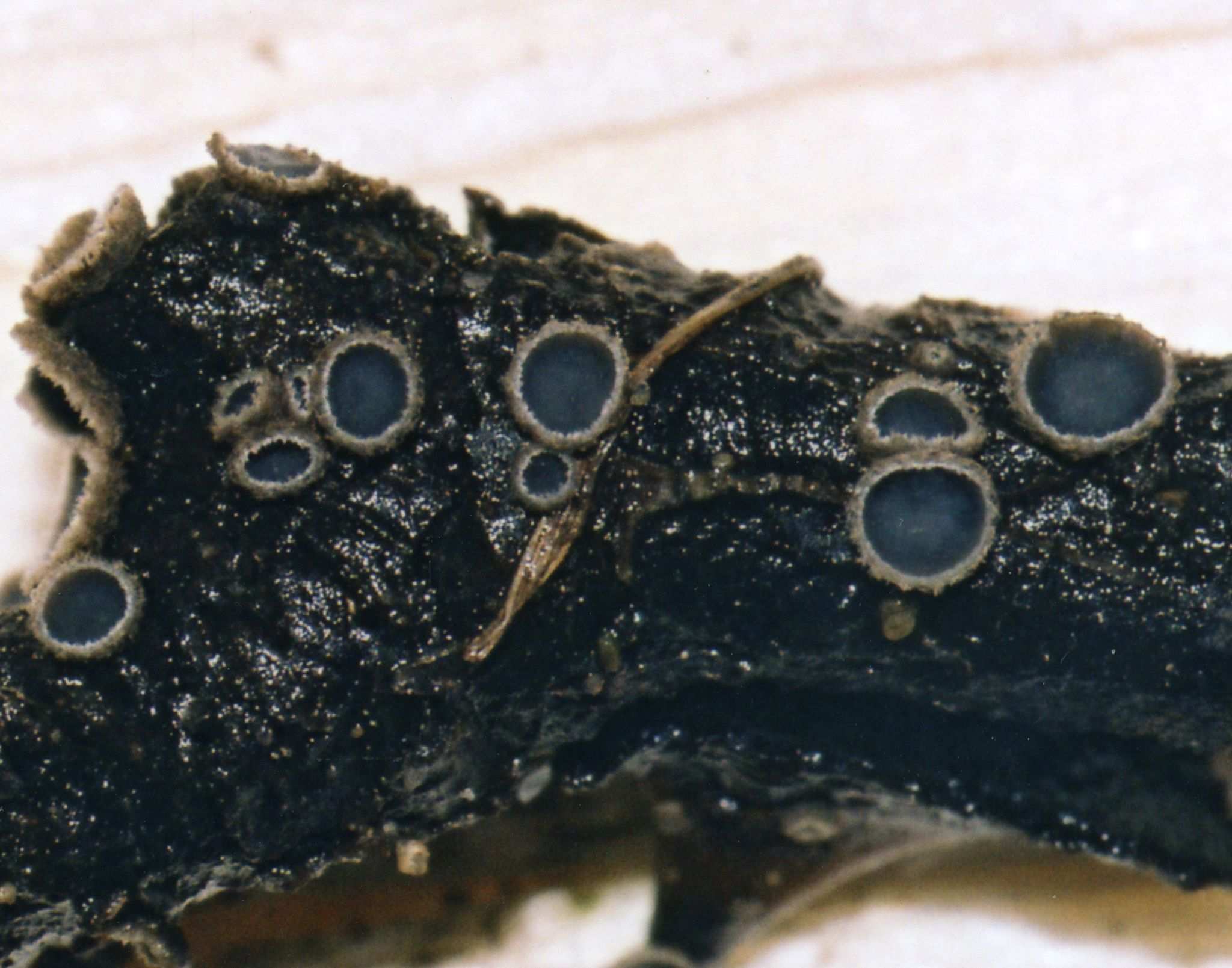 Mollisia rosae