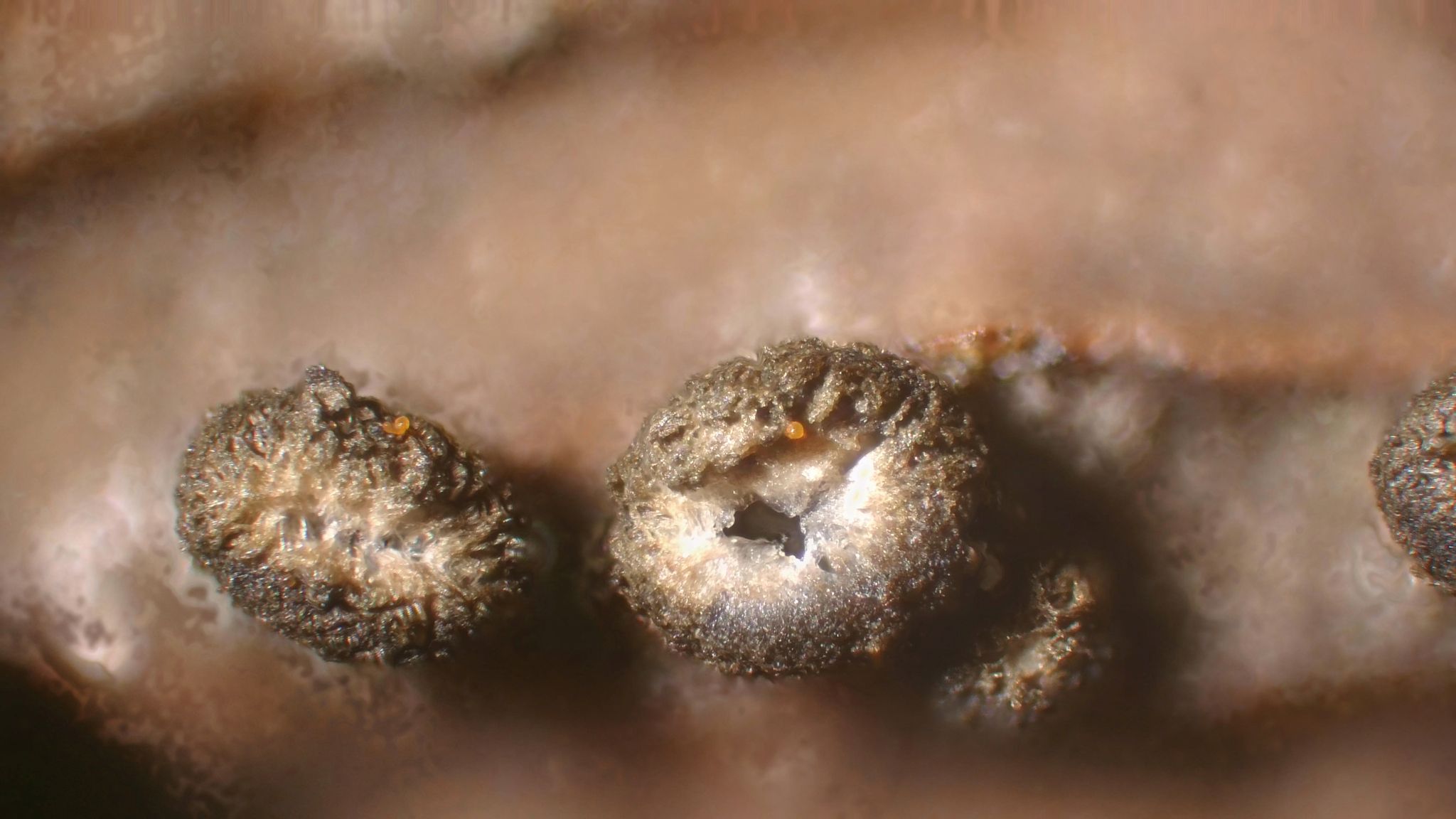 Mollisia rosae