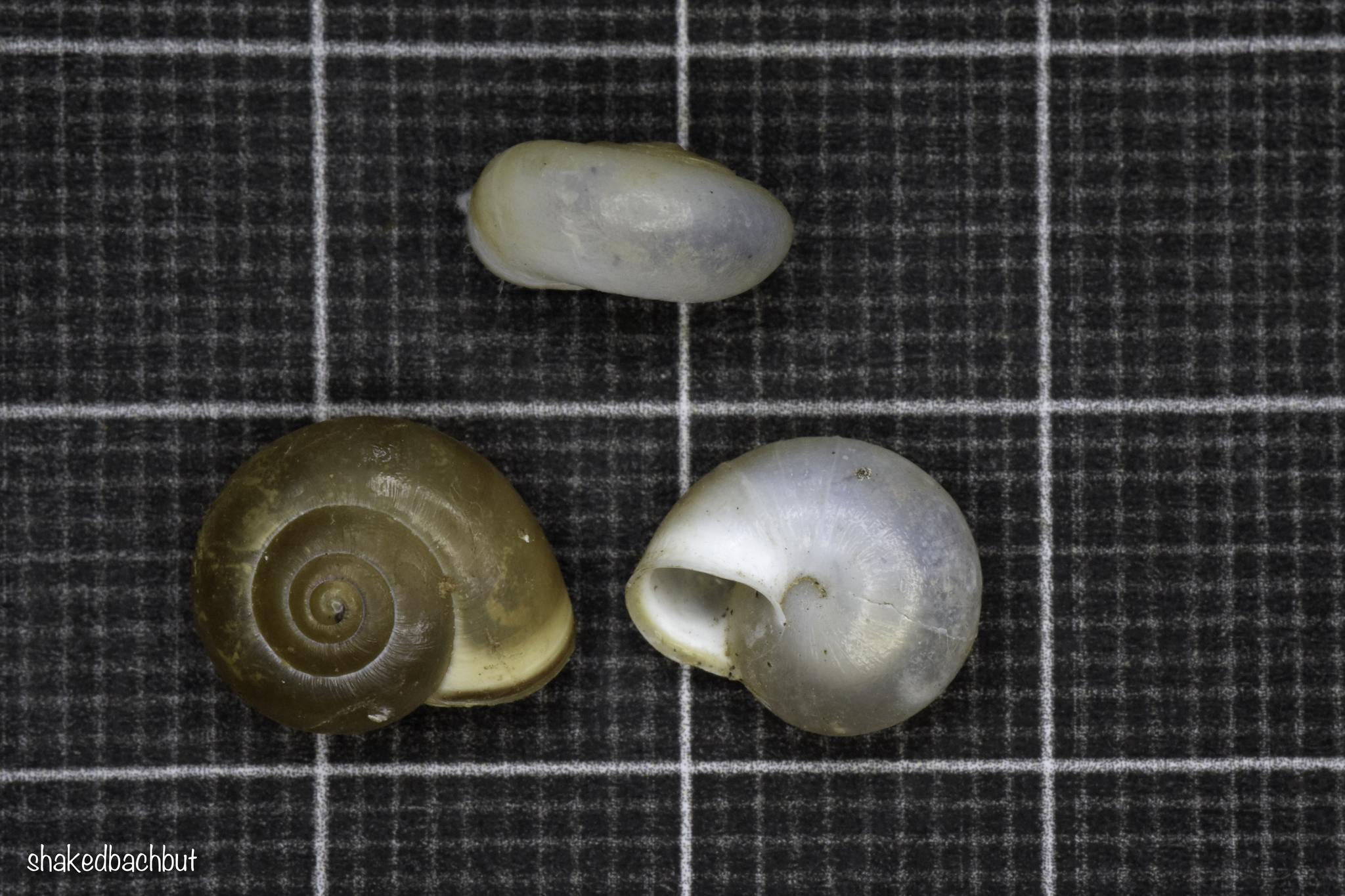 Monacha obstructa