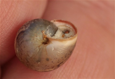 Monacha obstructa