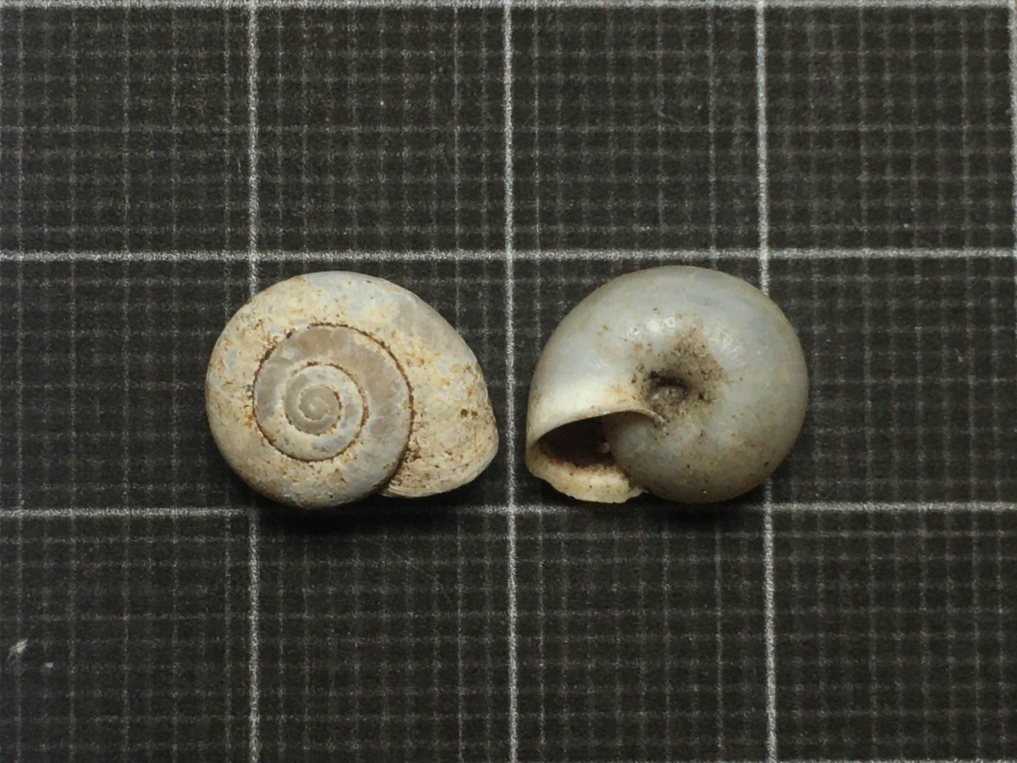 Monacha obstructa