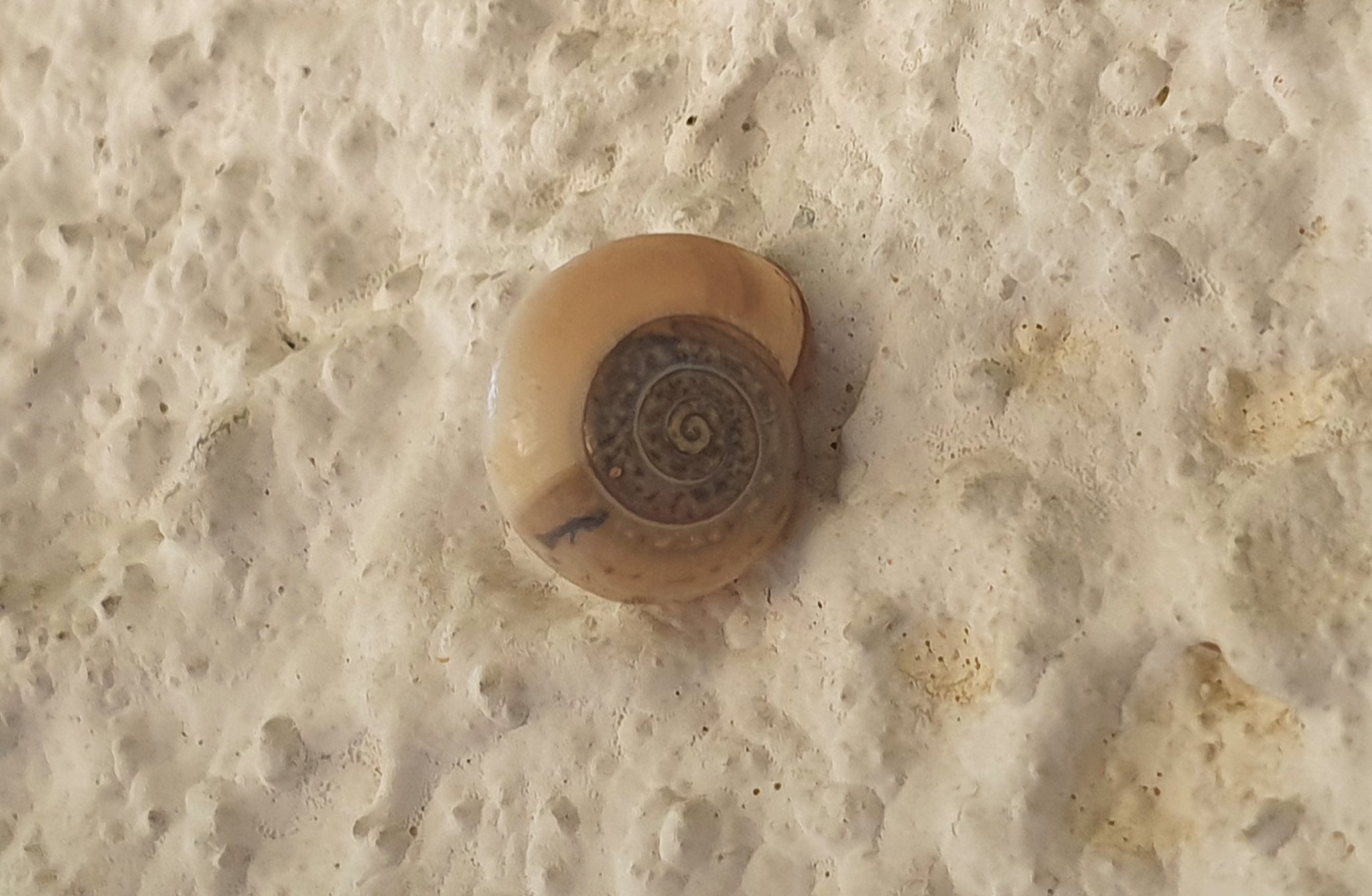 Monacha obstructa