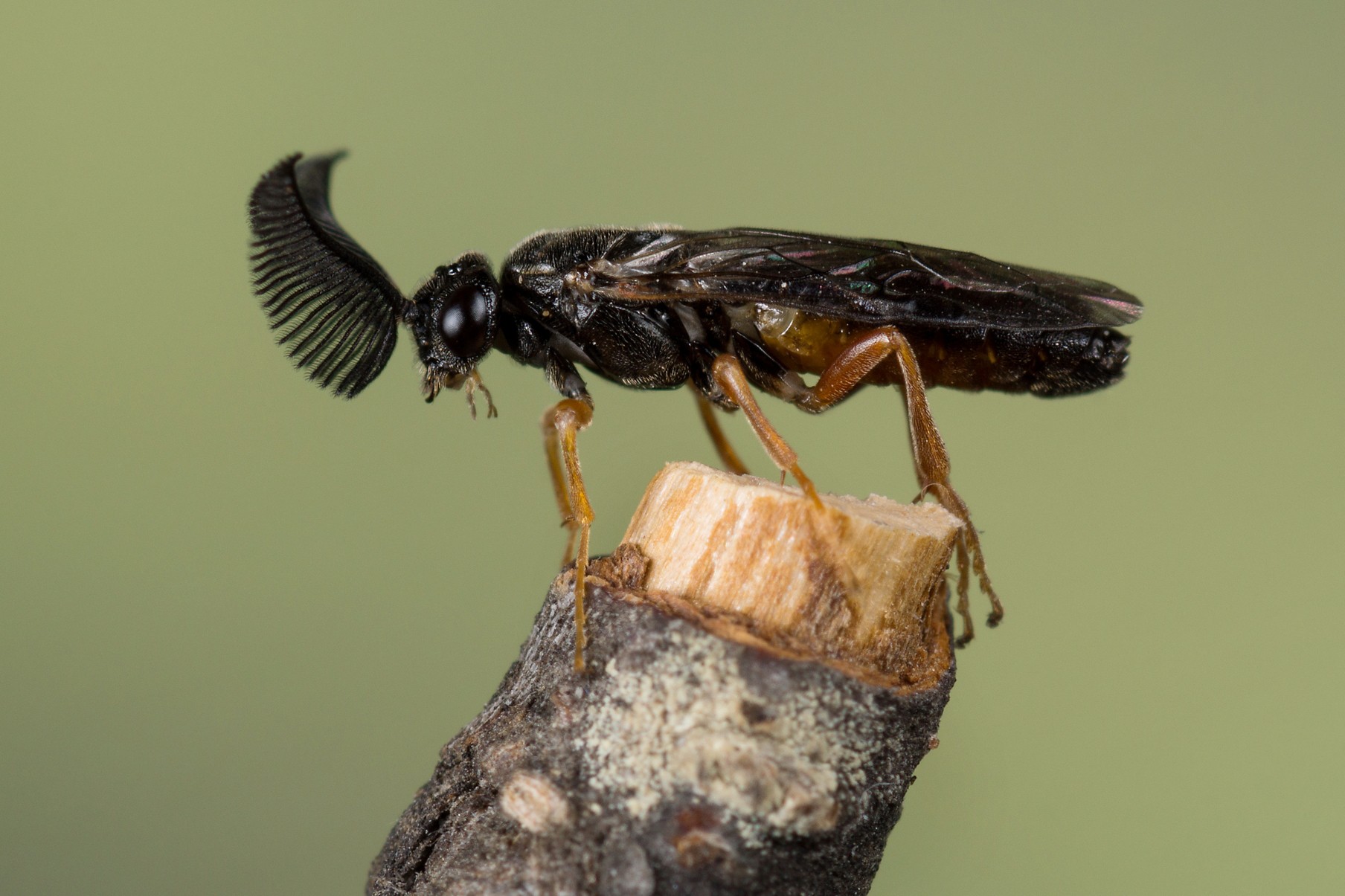 Neodiprion sertifer