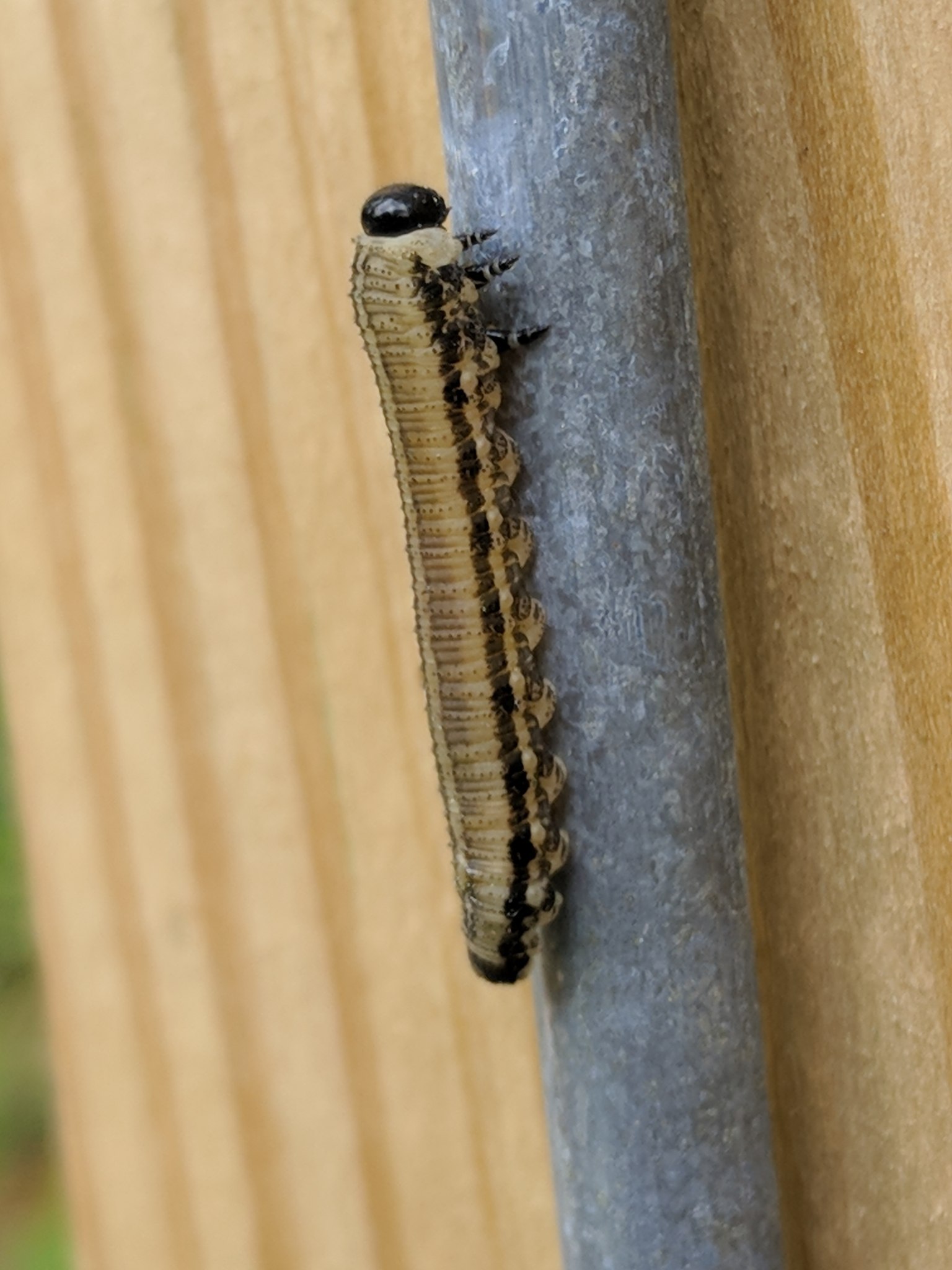 Neodiprion sertifer