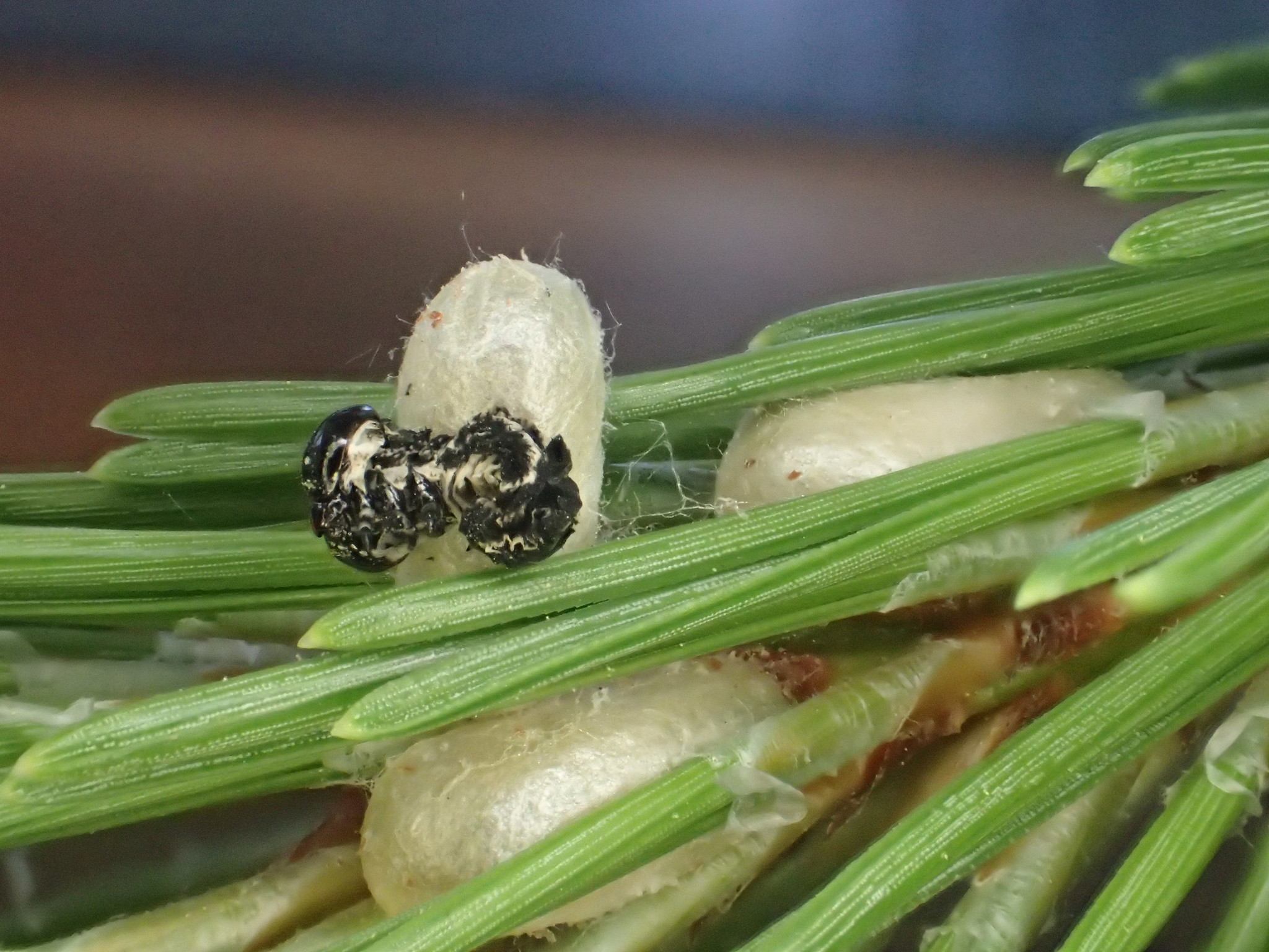 Neodiprion sertifer