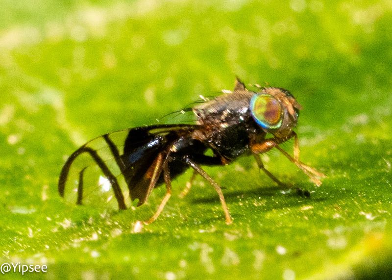 Philophylla fossata