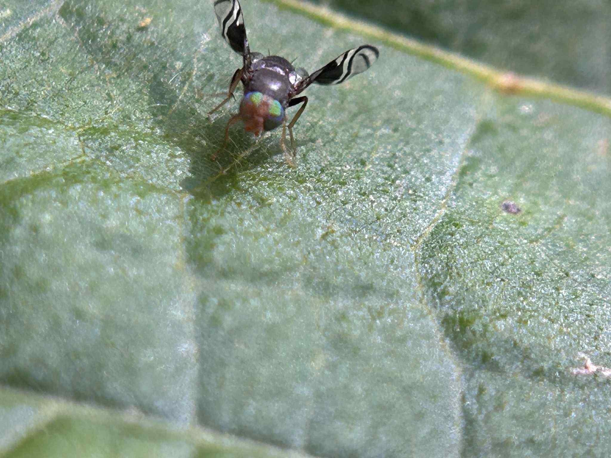 Philophylla fossata