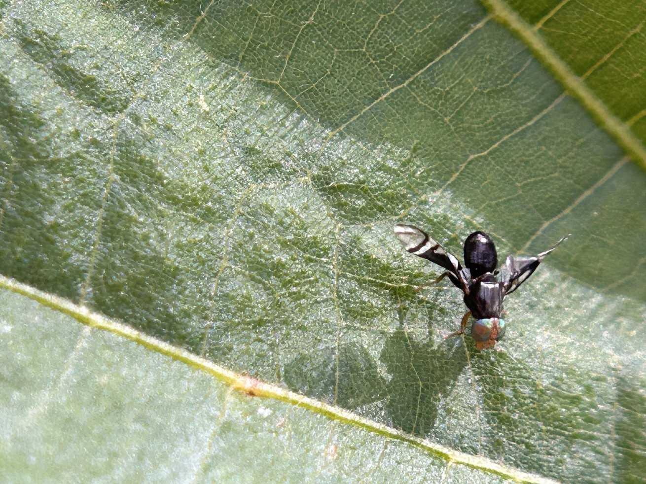 Philophylla fossata