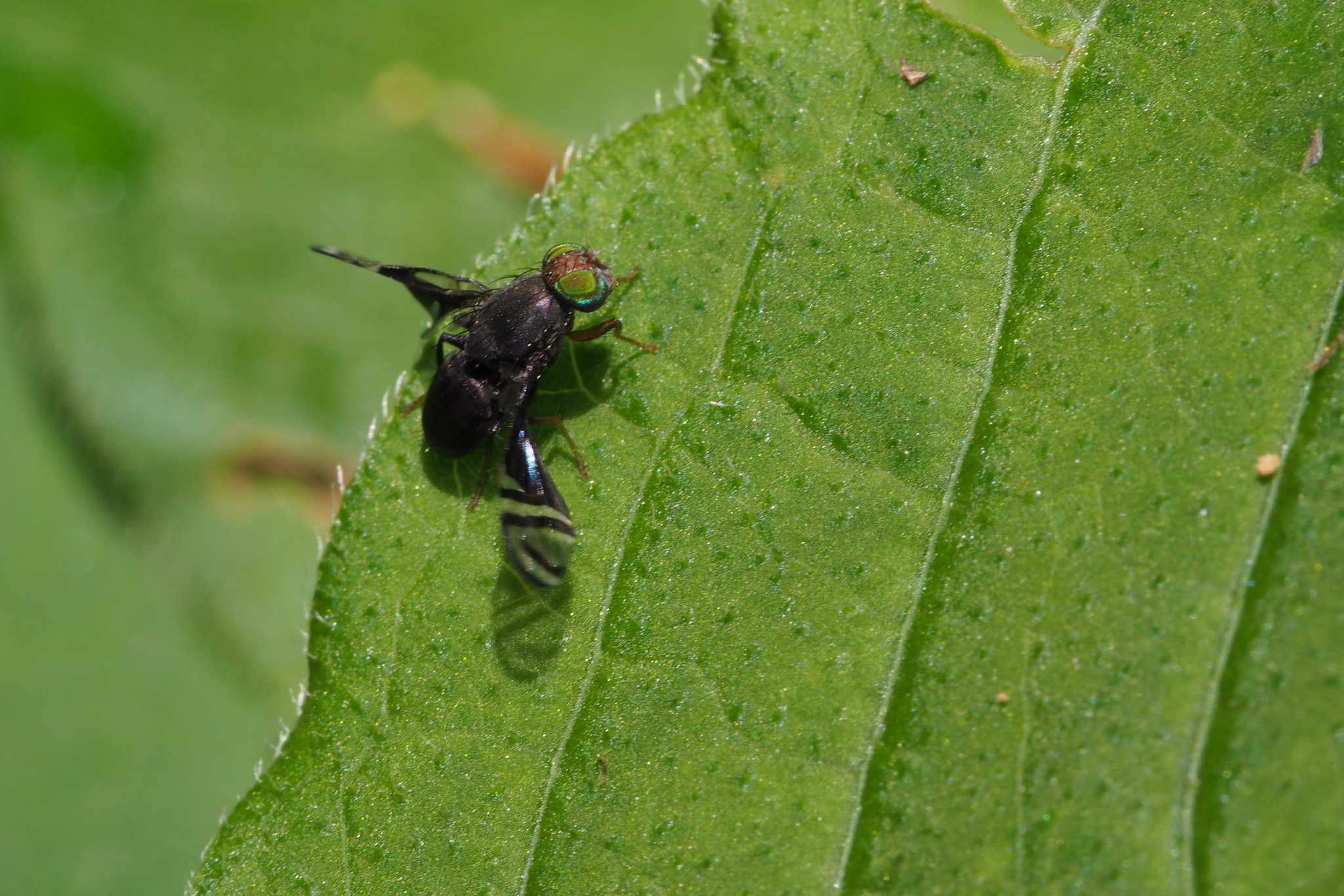Philophylla fossata