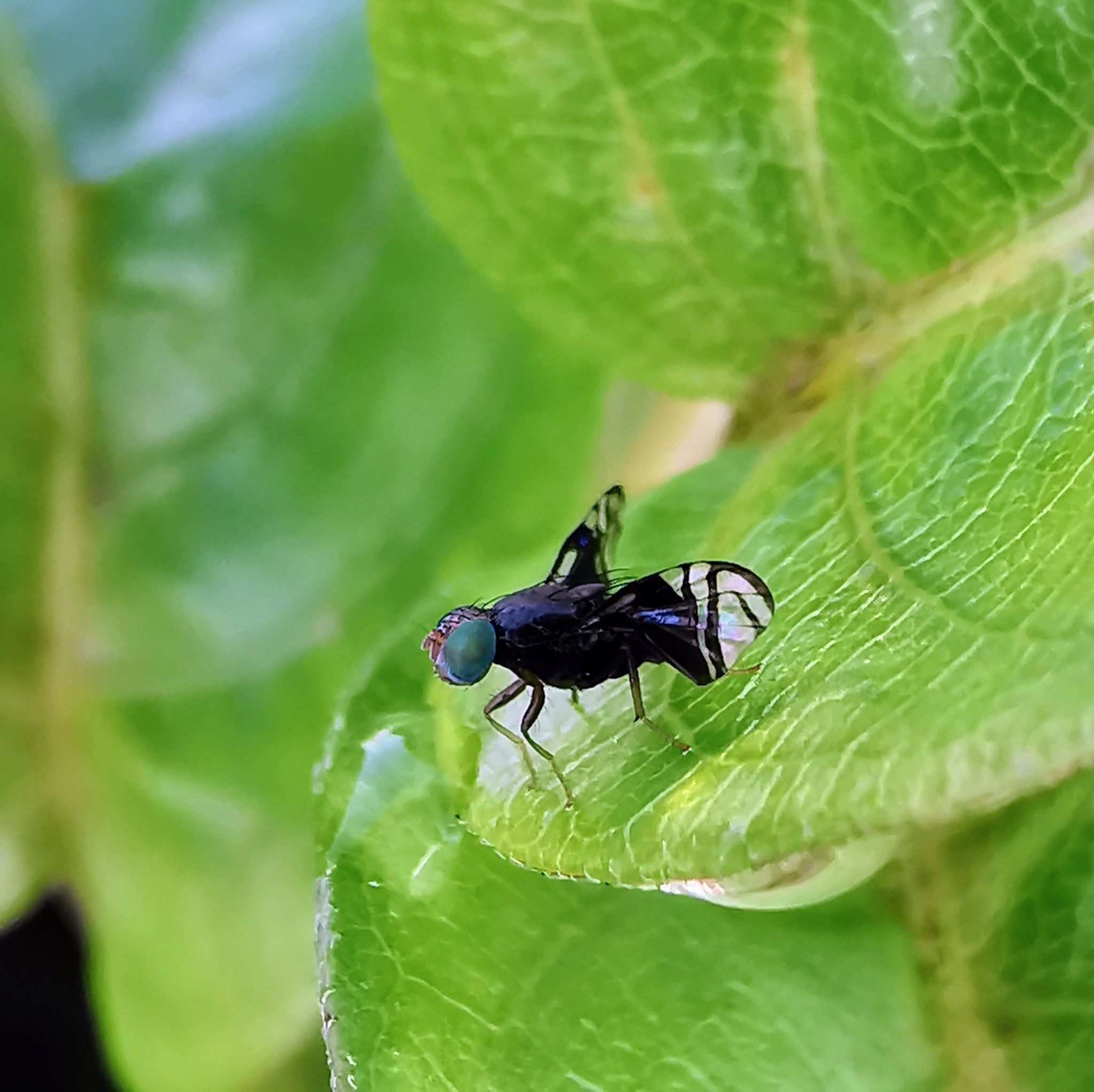 Philophylla fossata