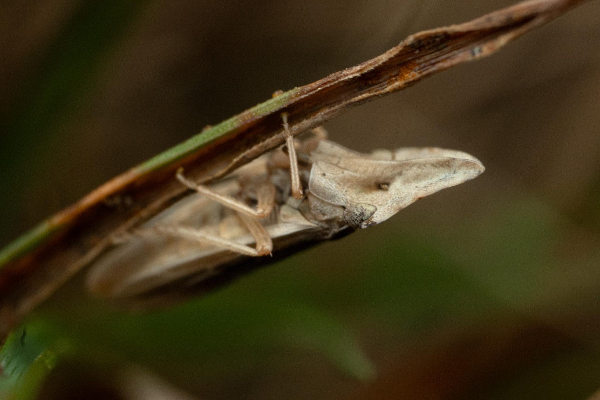 Eupelix cuspidata