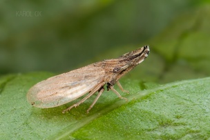 Eupelix cuspidata