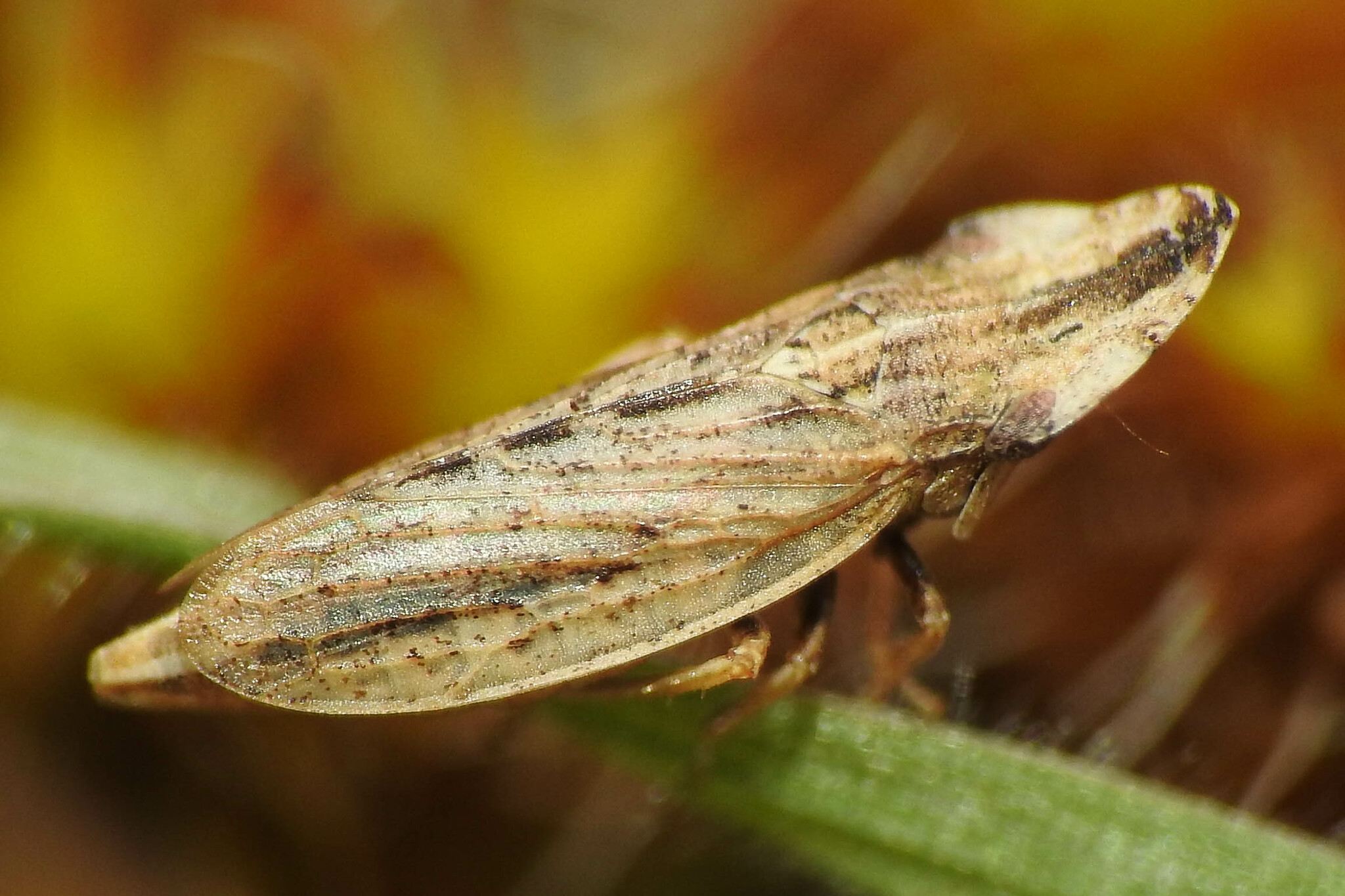 Eupelix cuspidata