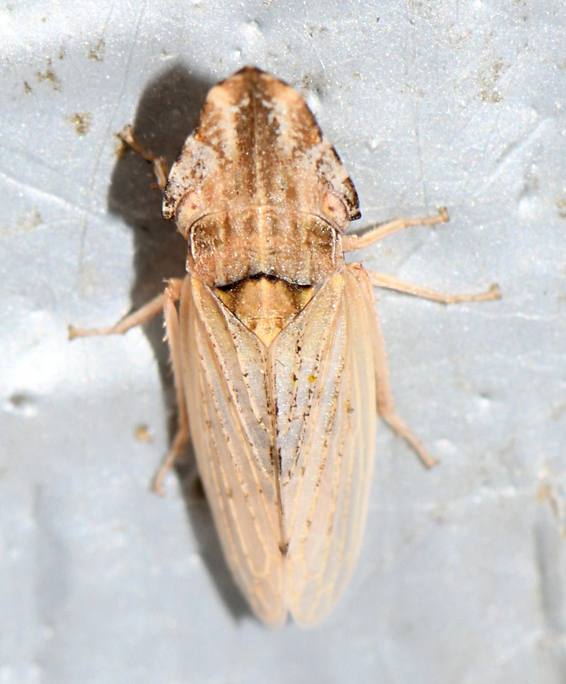Eupelix cuspidata