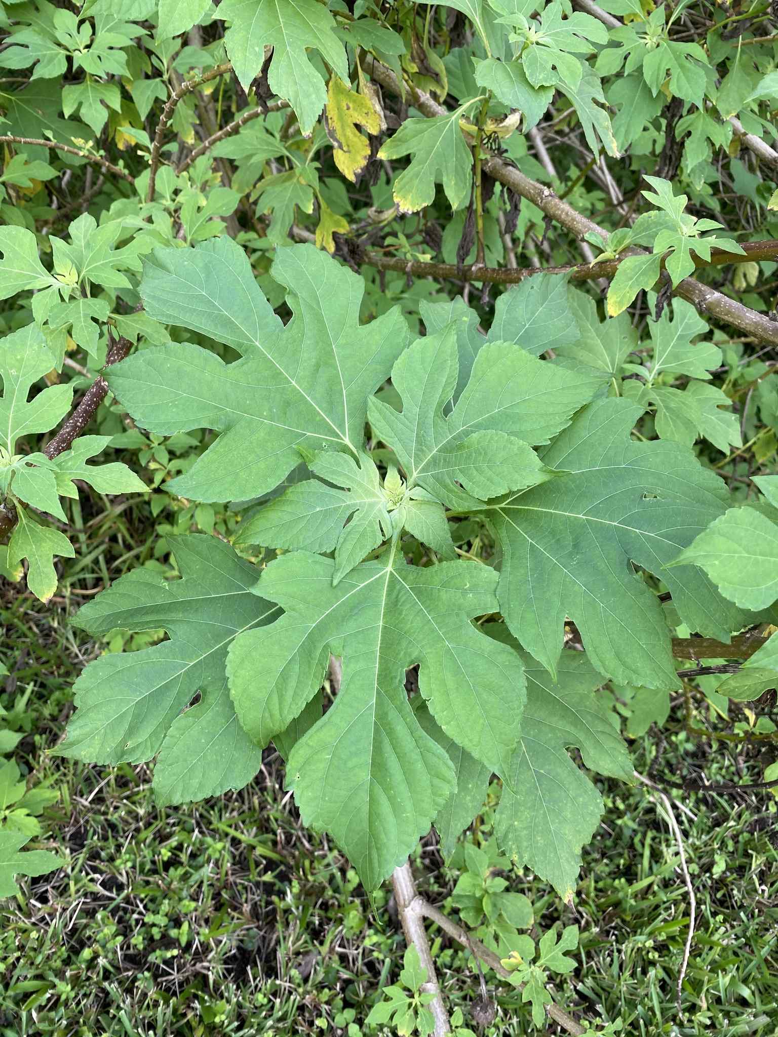 Tithonia diversifolia