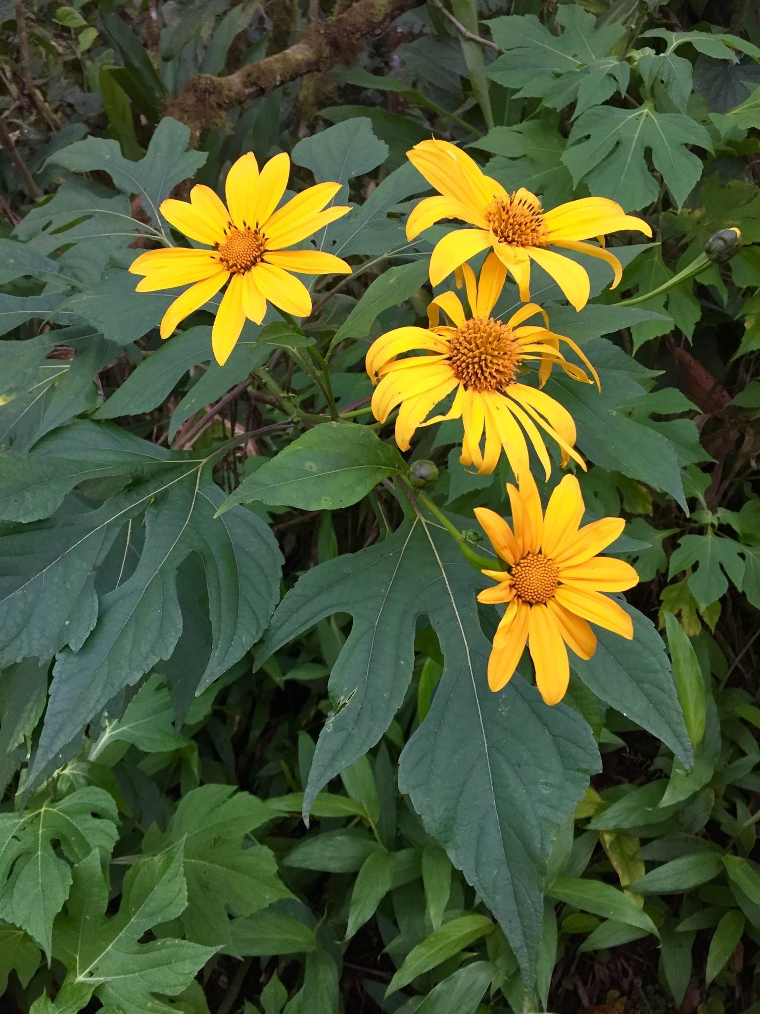 Tithonia diversifolia