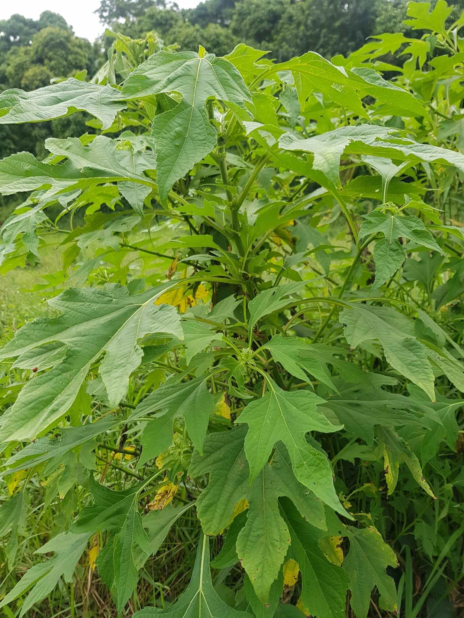 Tithonia diversifolia