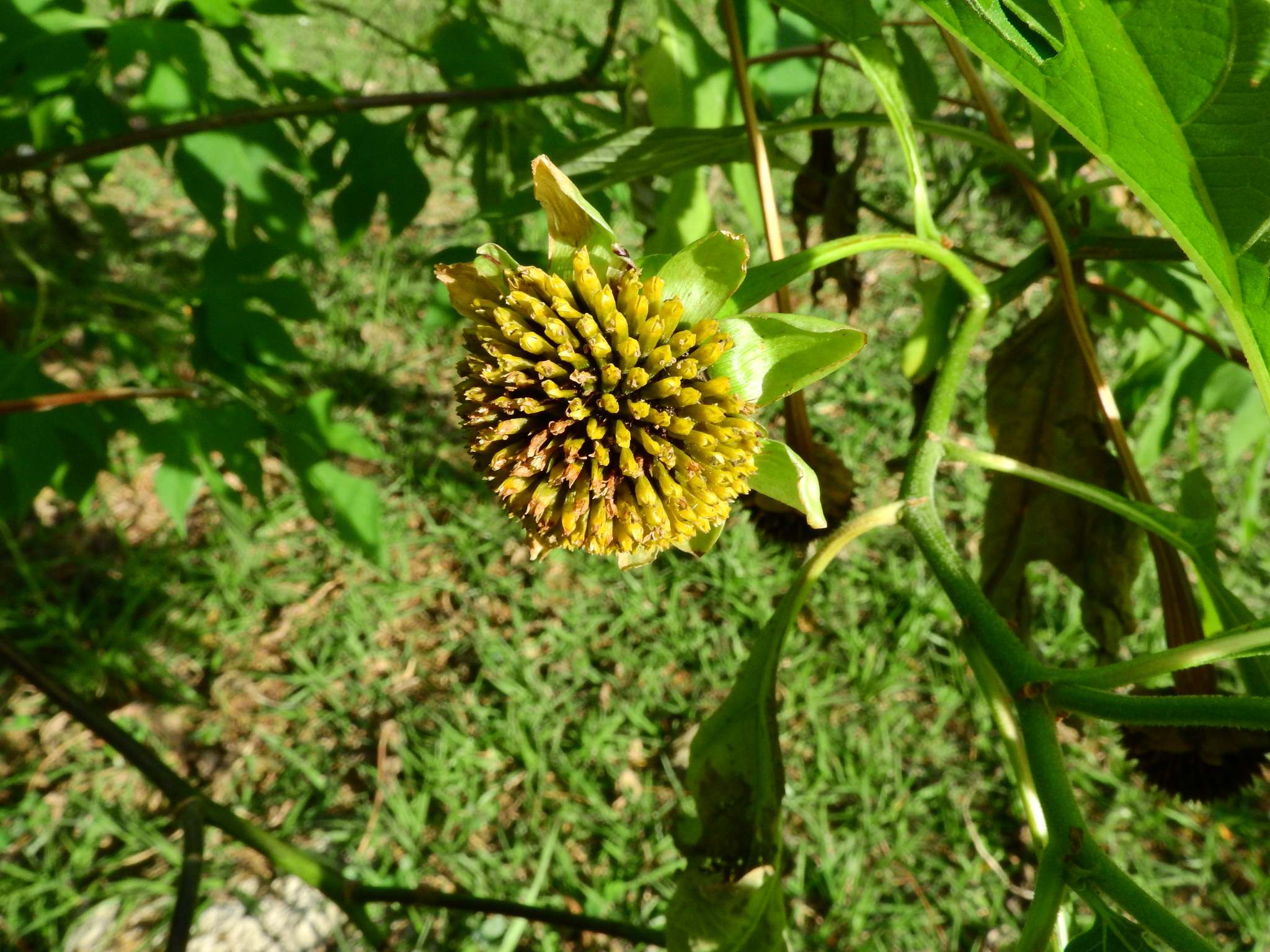Tithonia diversifolia