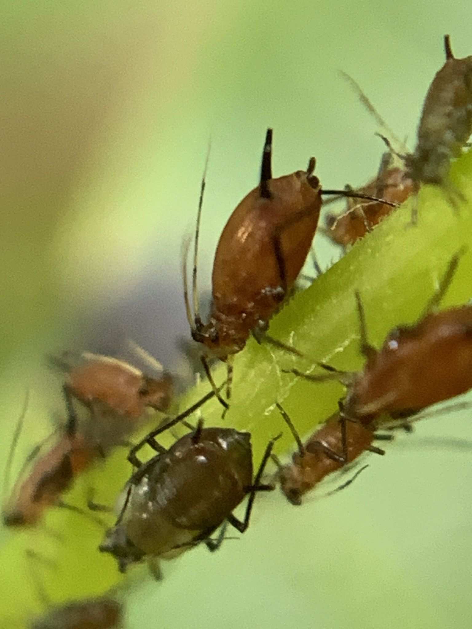 Aphis illinoisensis