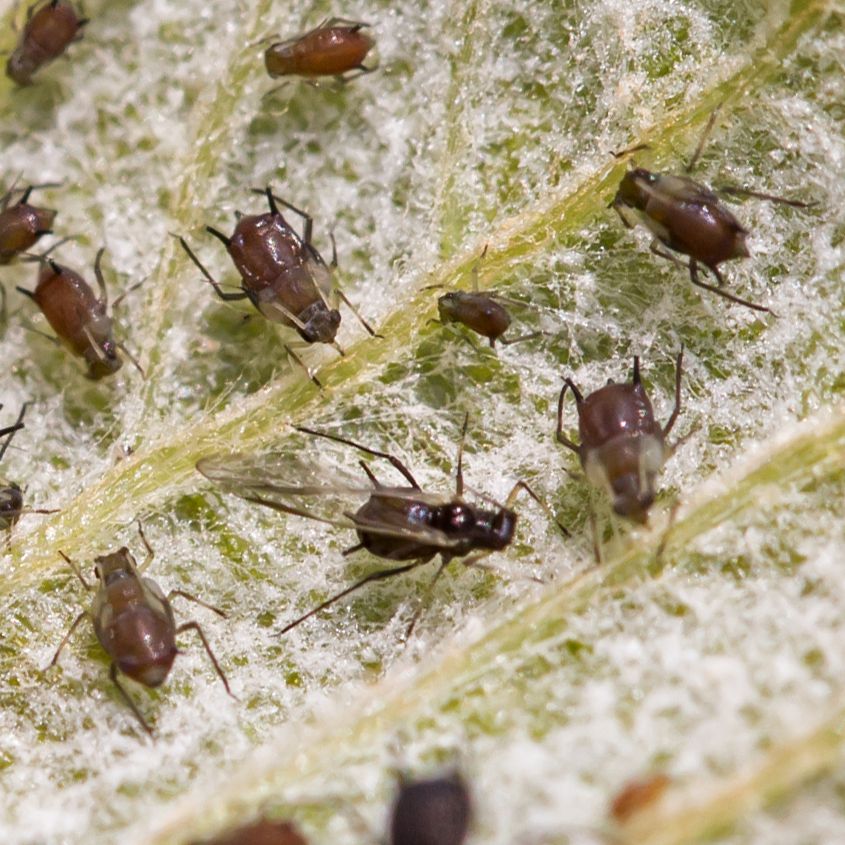 Aphis illinoisensis