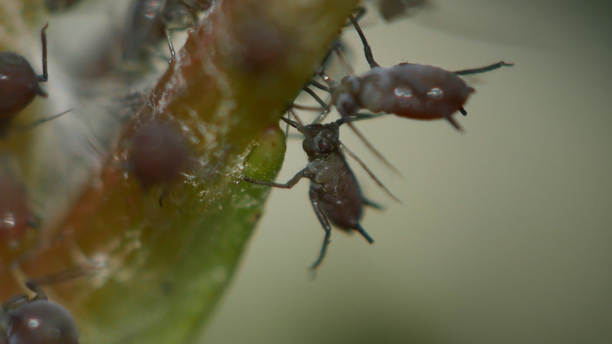 Aphis illinoisensis