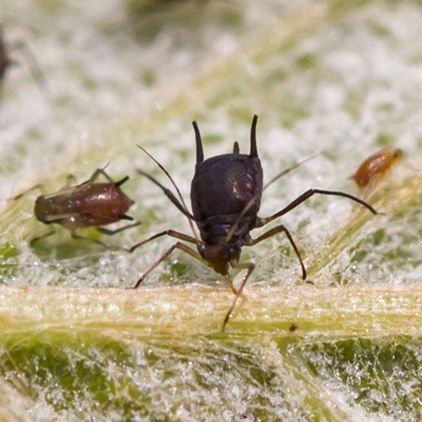 Aphis illinoisensis