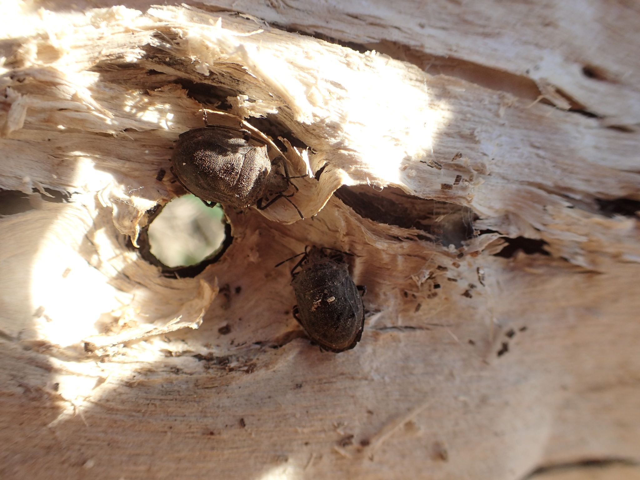 Scotinophara