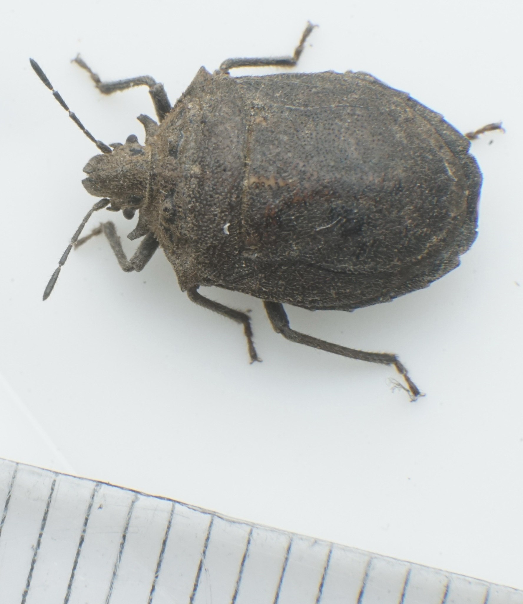 Scotinophara