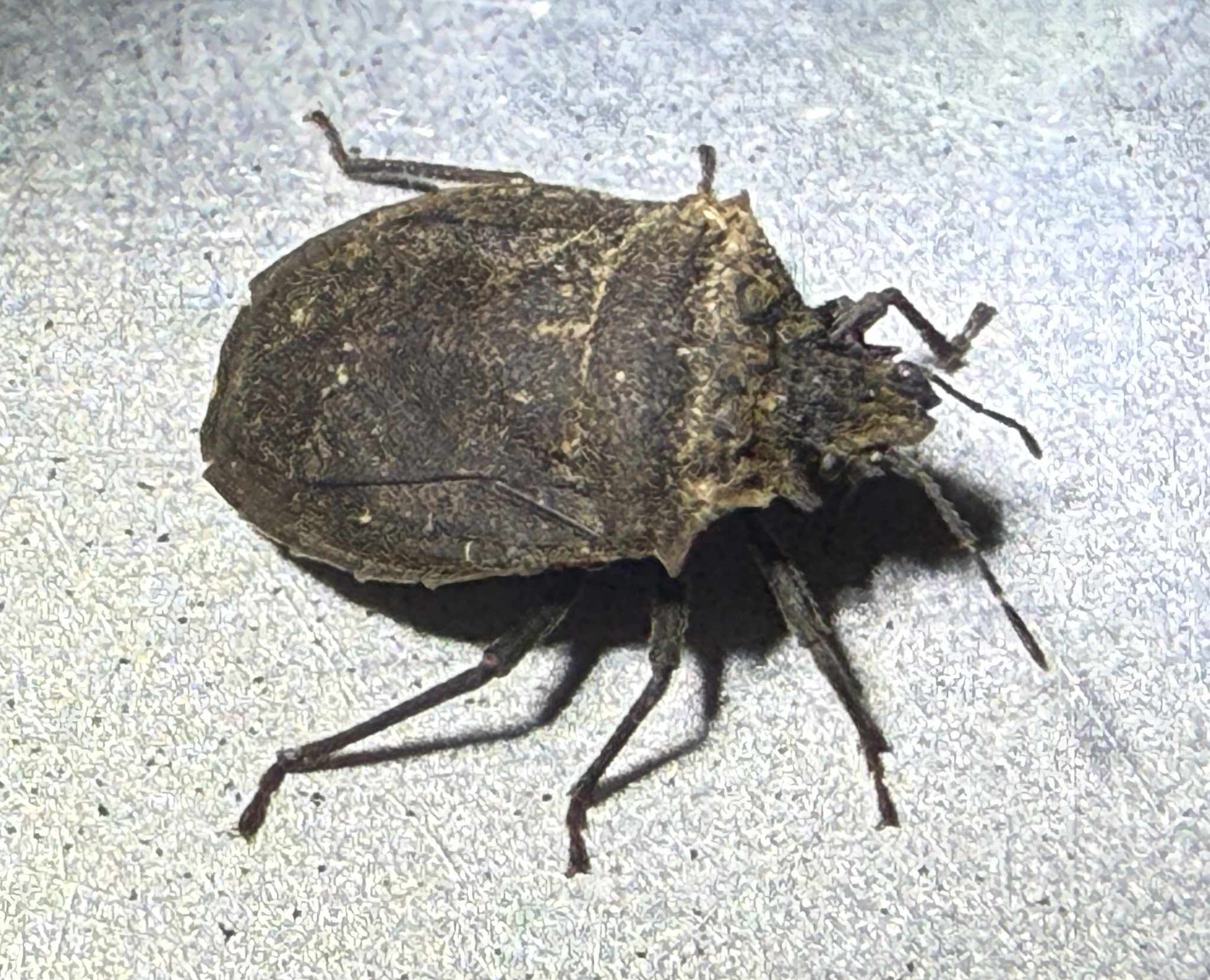 Scotinophara