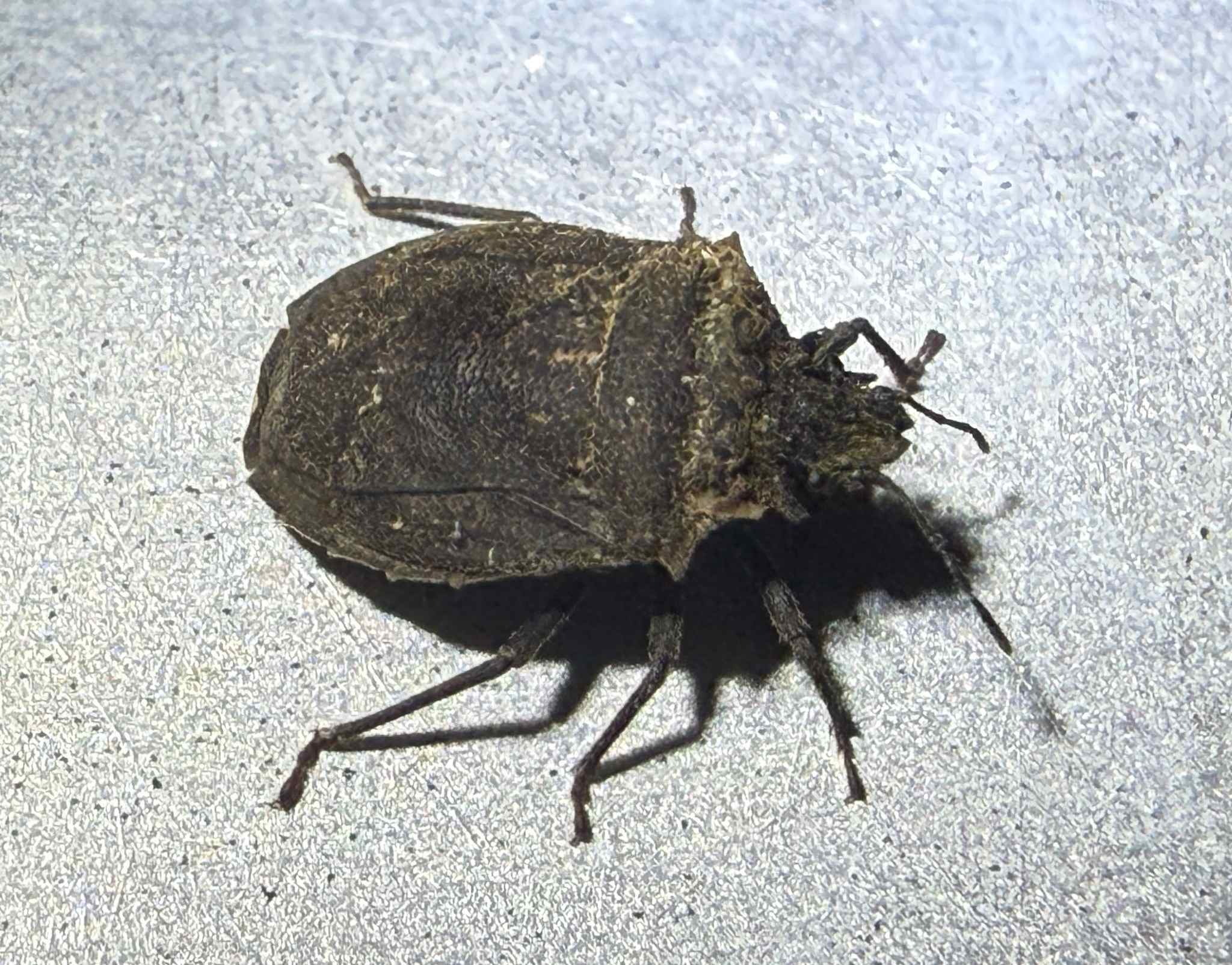 Scotinophara
