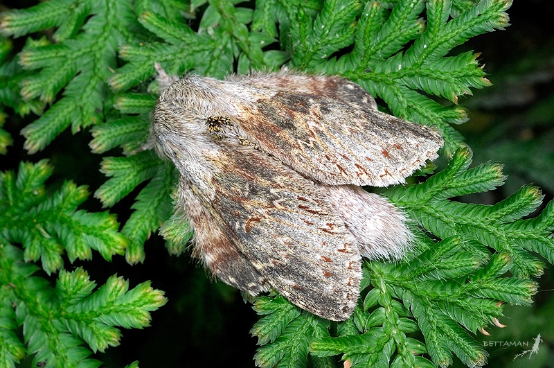 Stauropus alternus