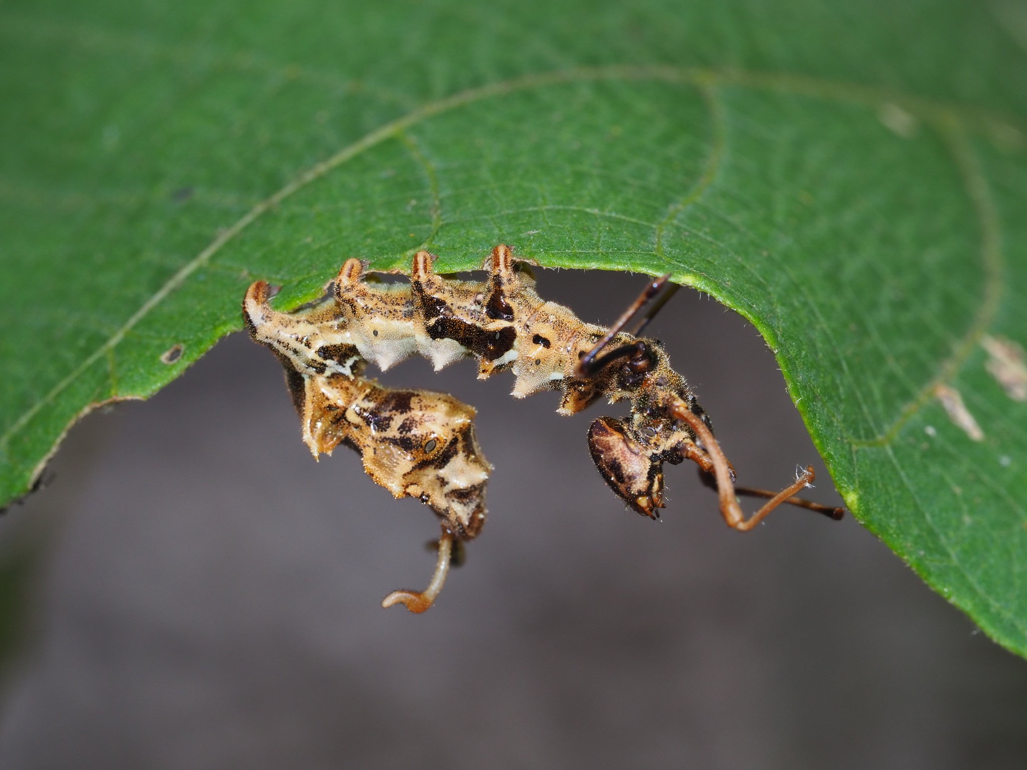 Stauropus alternus