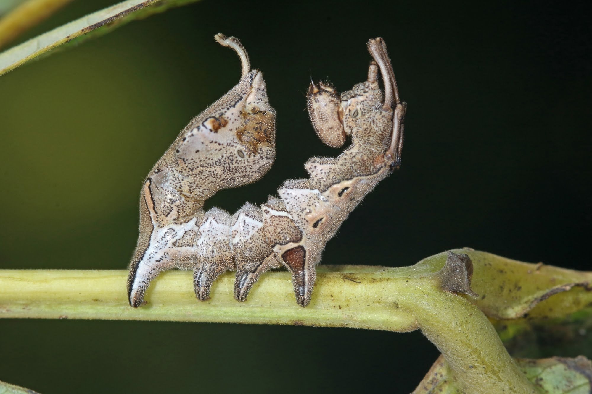 Stauropus alternus