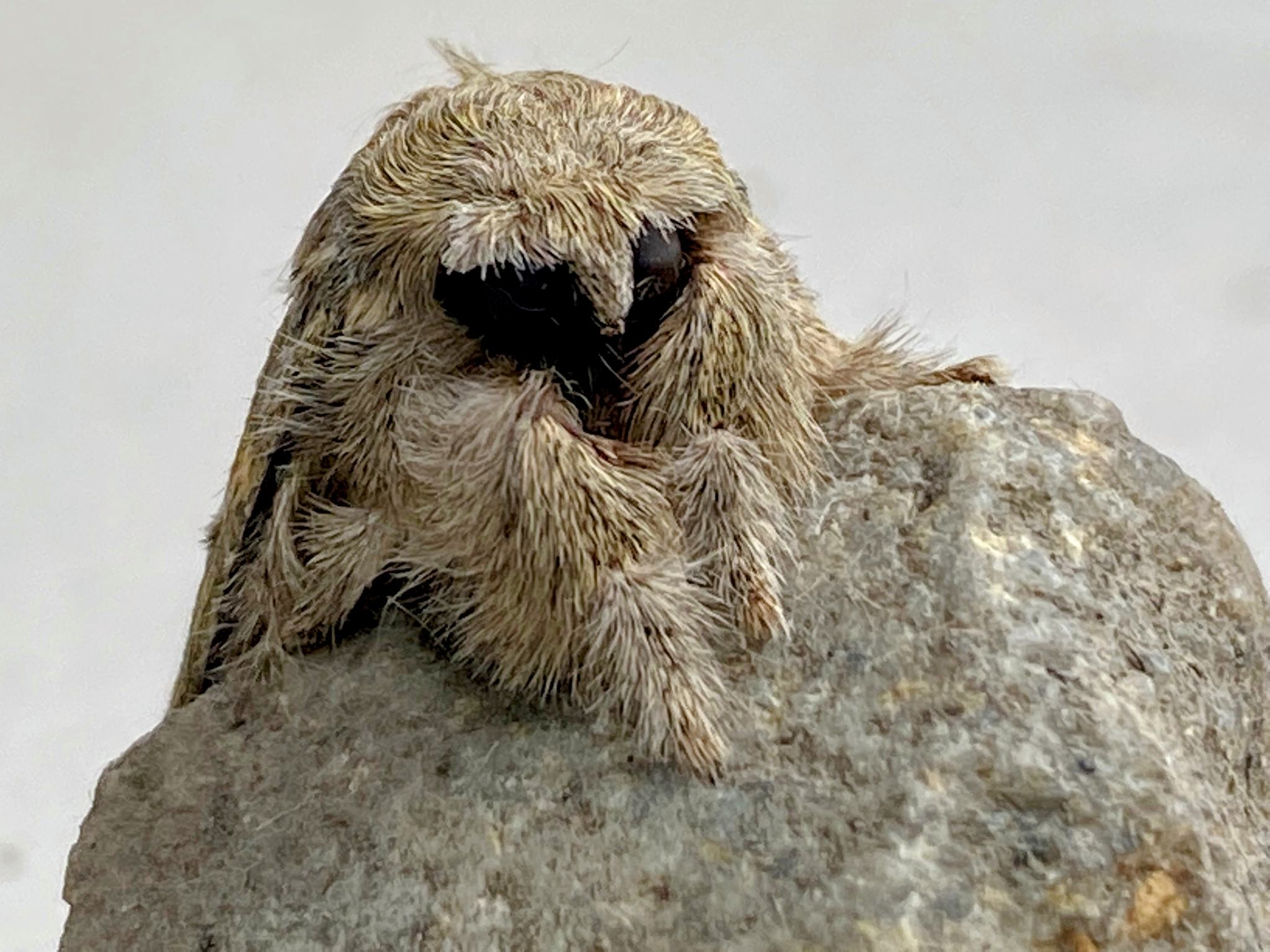 Stauropus alternus