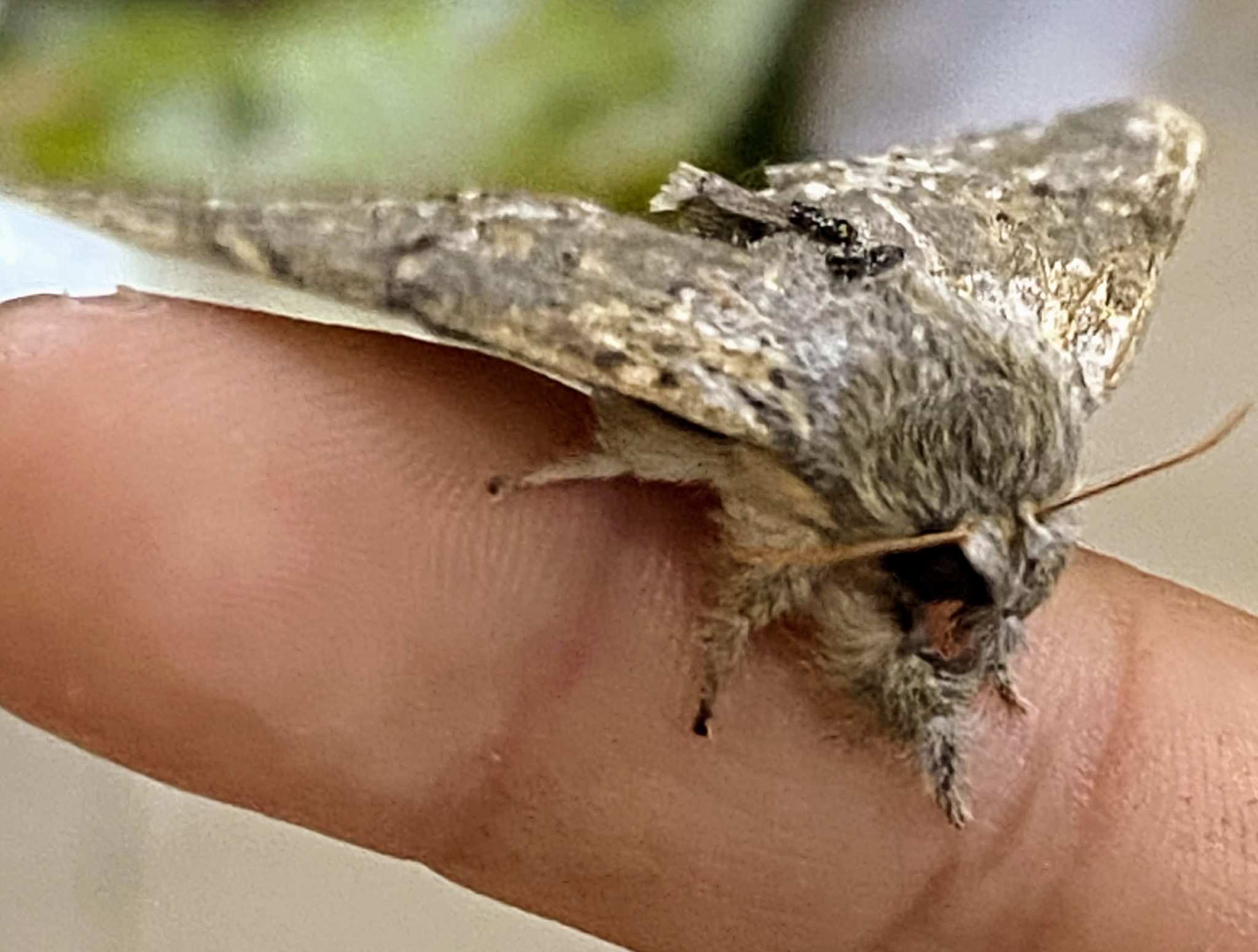 Stauropus alternus