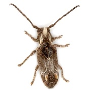 Desmiphora
