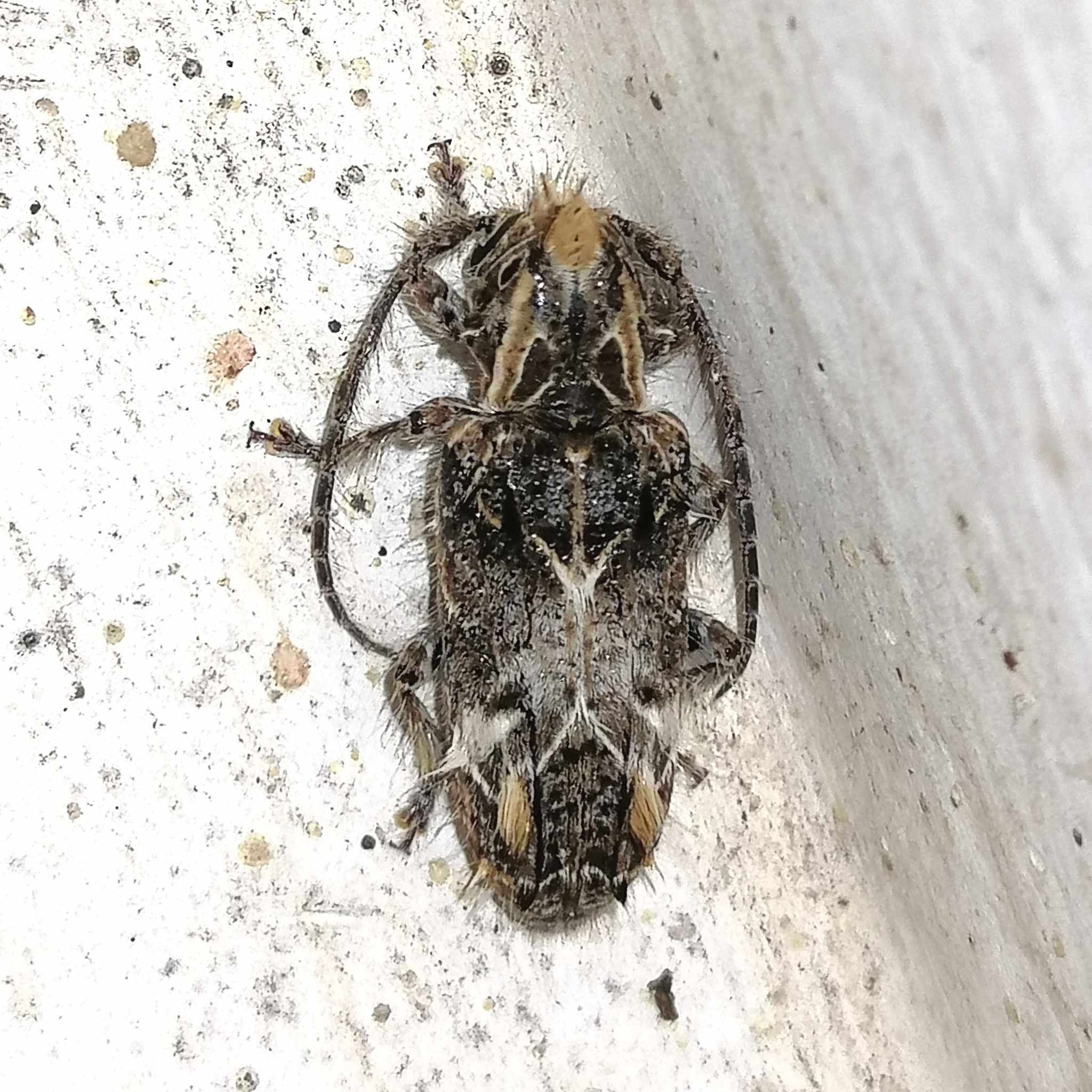 Desmiphora