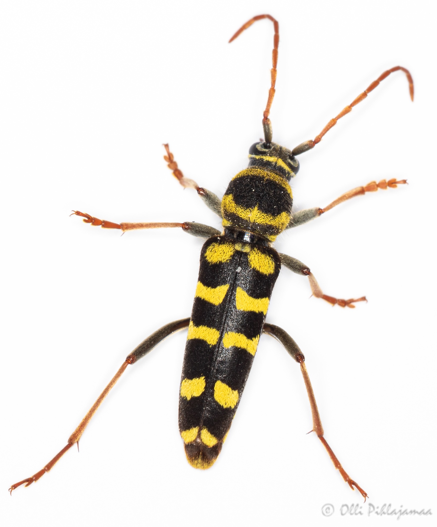 Plagionotus