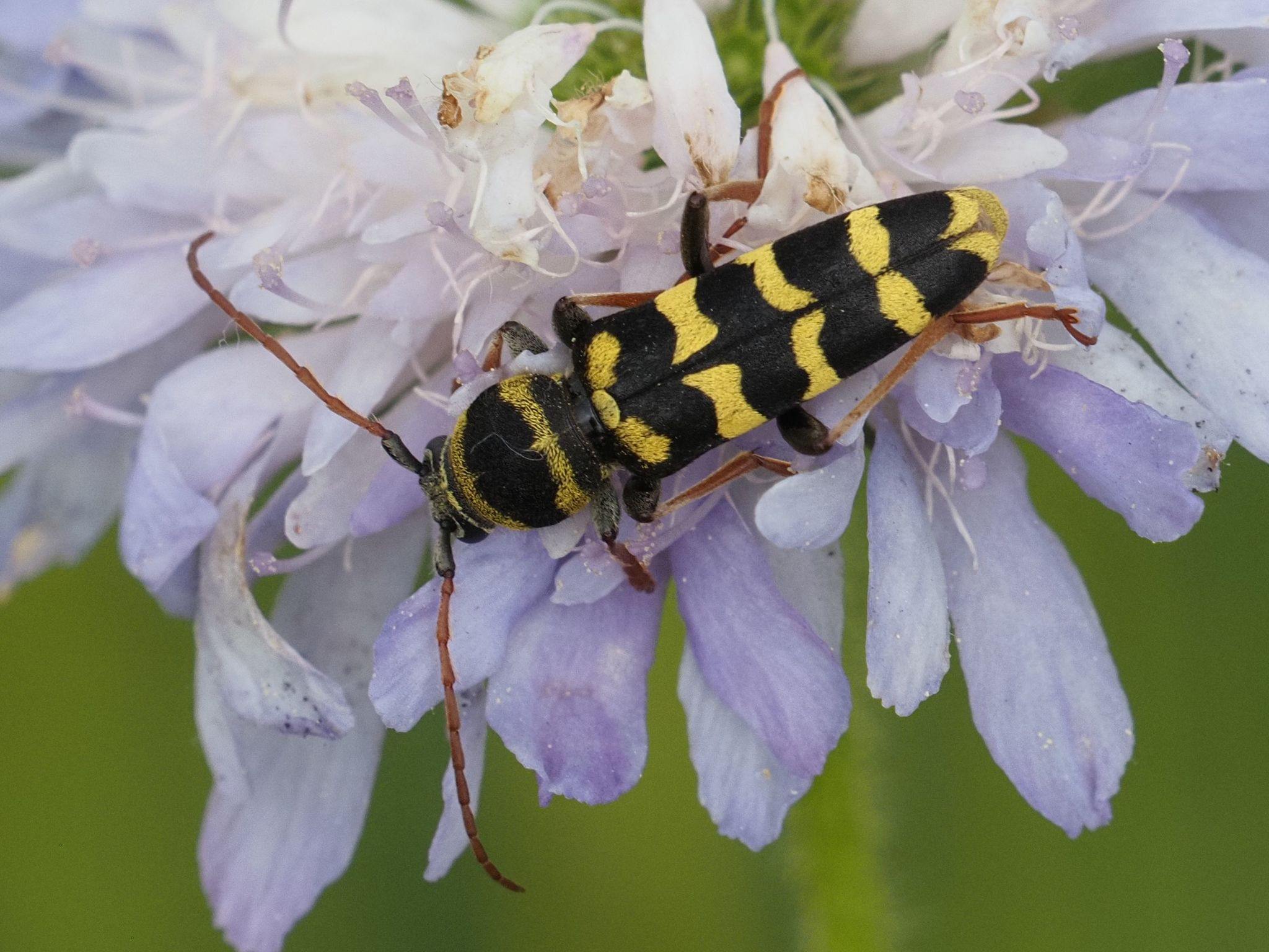 Plagionotus