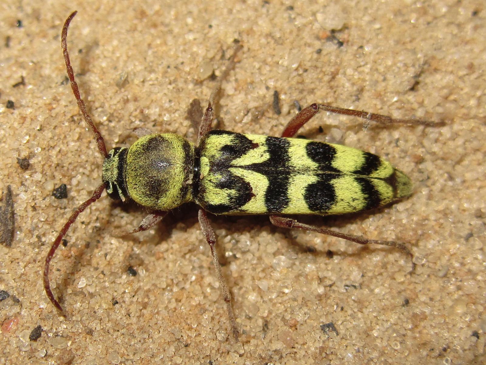 Plagionotus