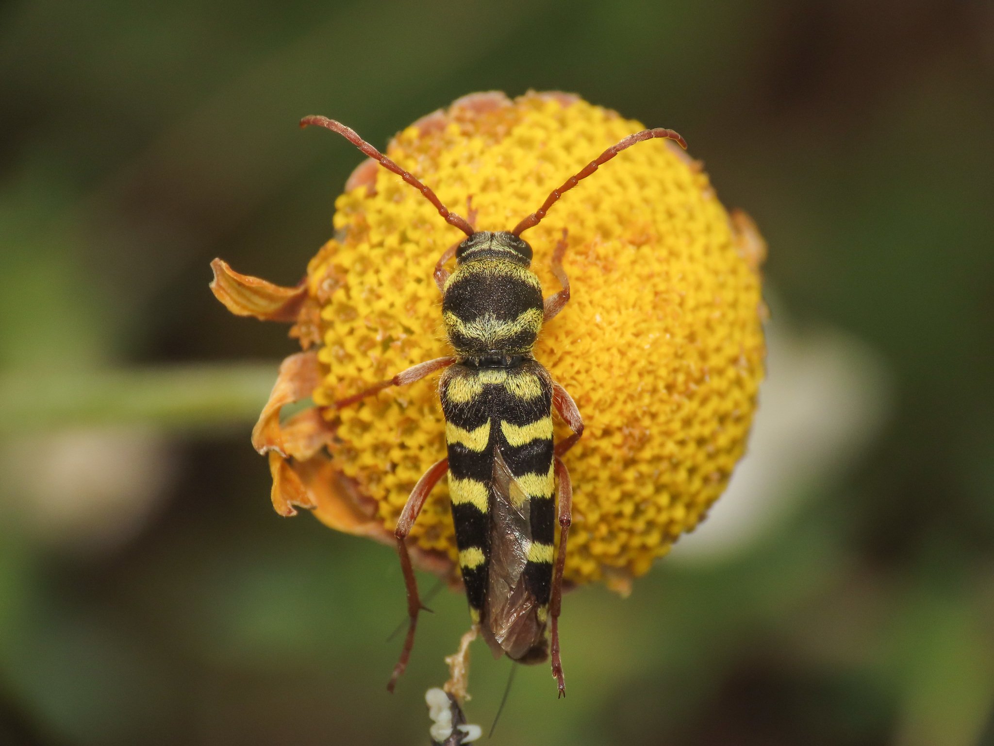 Plagionotus