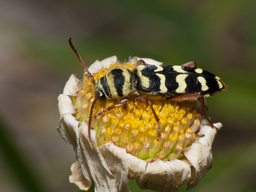 Plagionotus