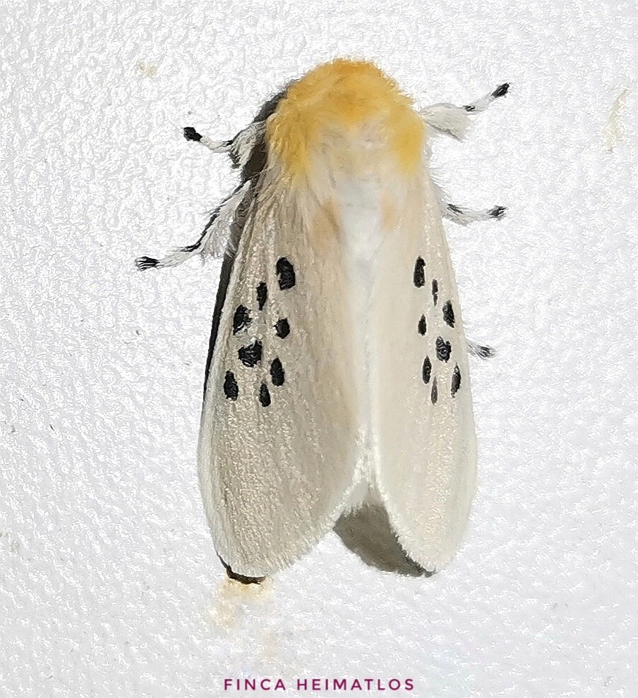 Thagona