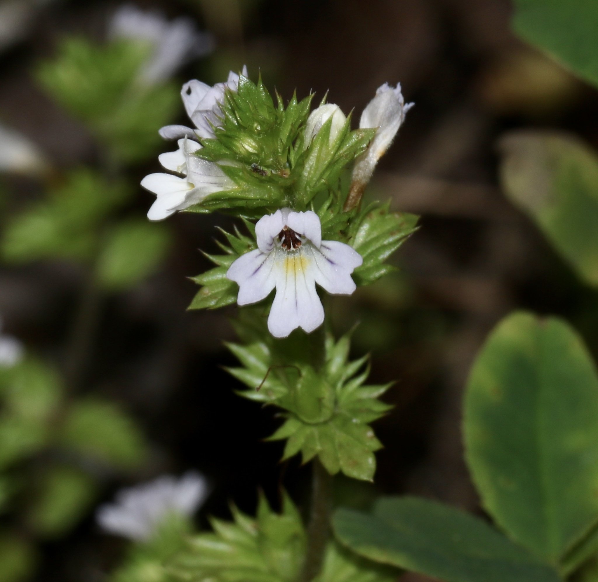 Euphrasia