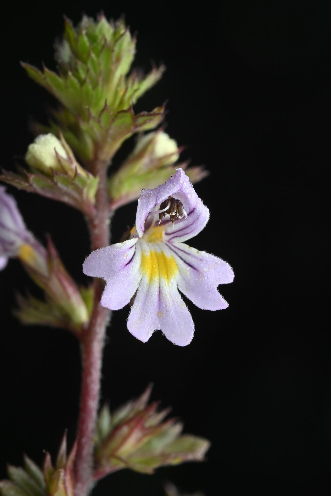 Euphrasia