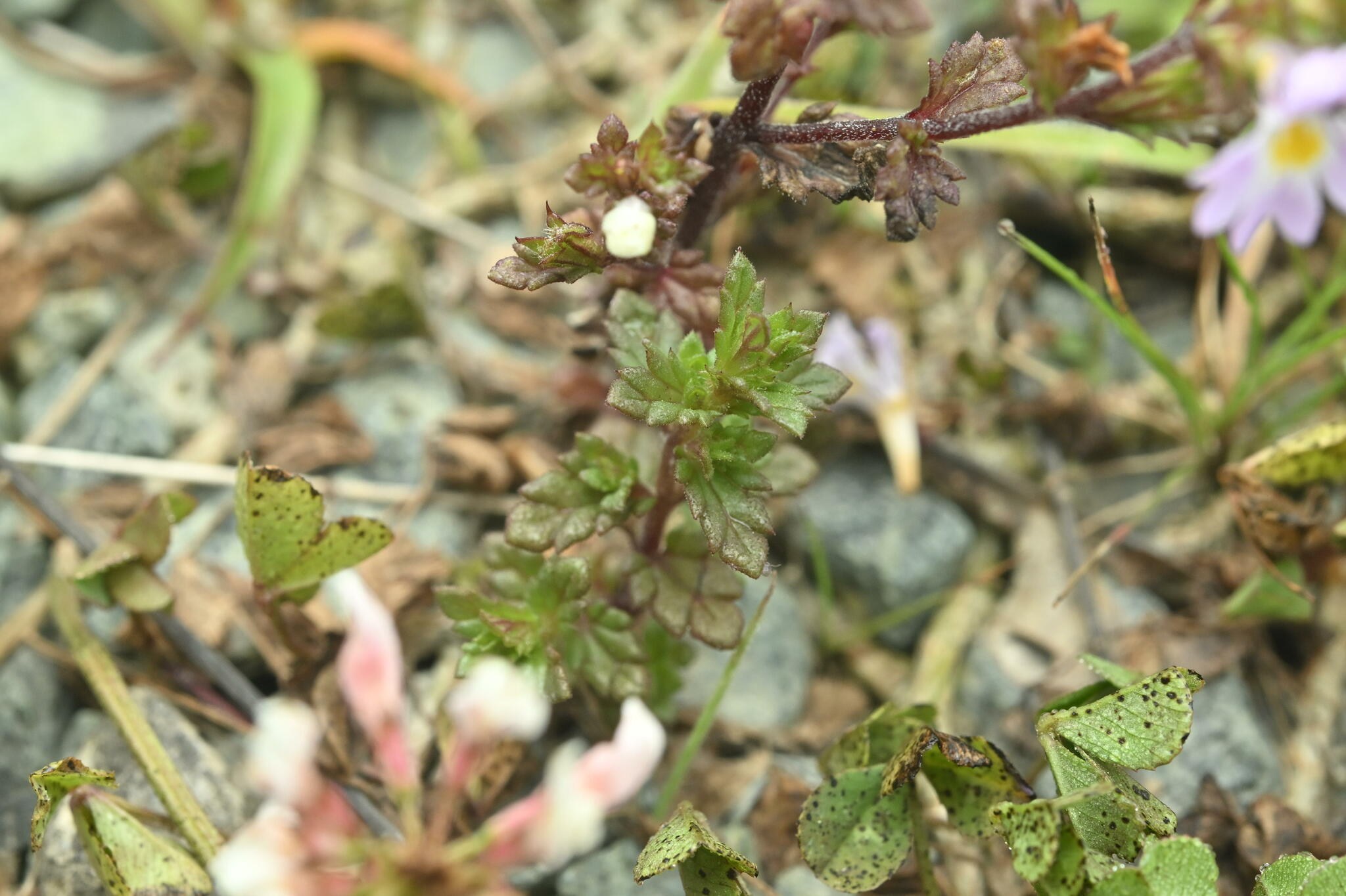 Euphrasia